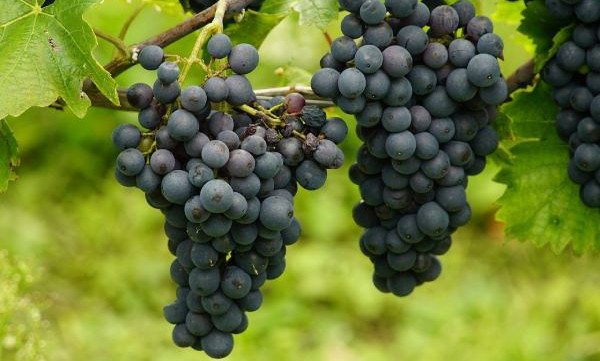 Saint-Emilion vineyard