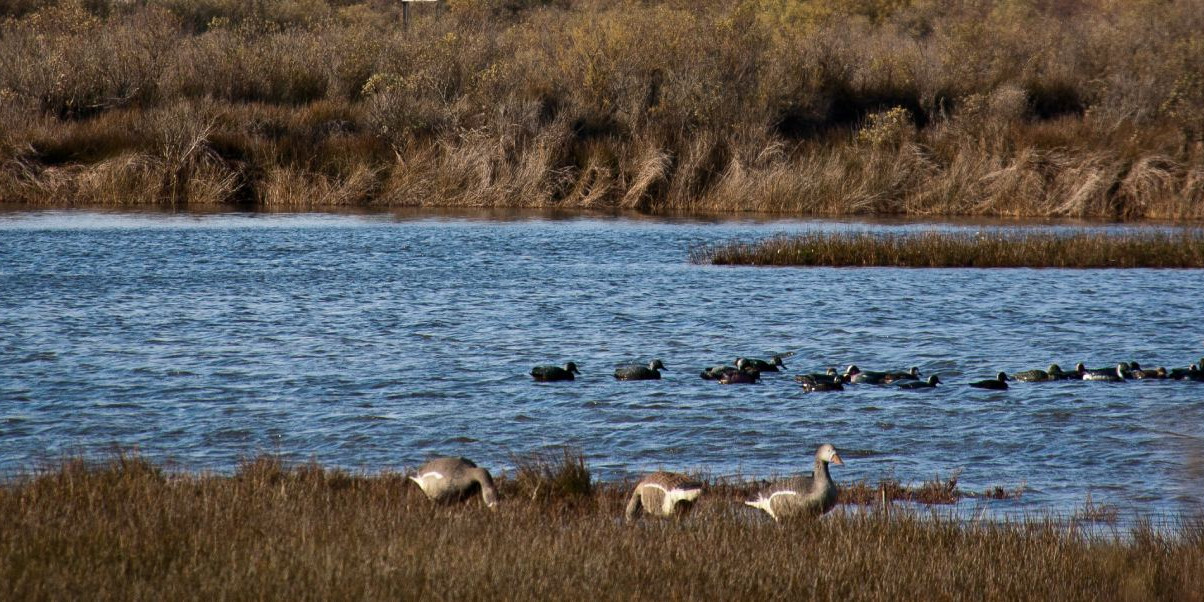 parc-ornithologique-teich.jpg