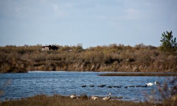 parc-ornithologique-du-teich.jpg