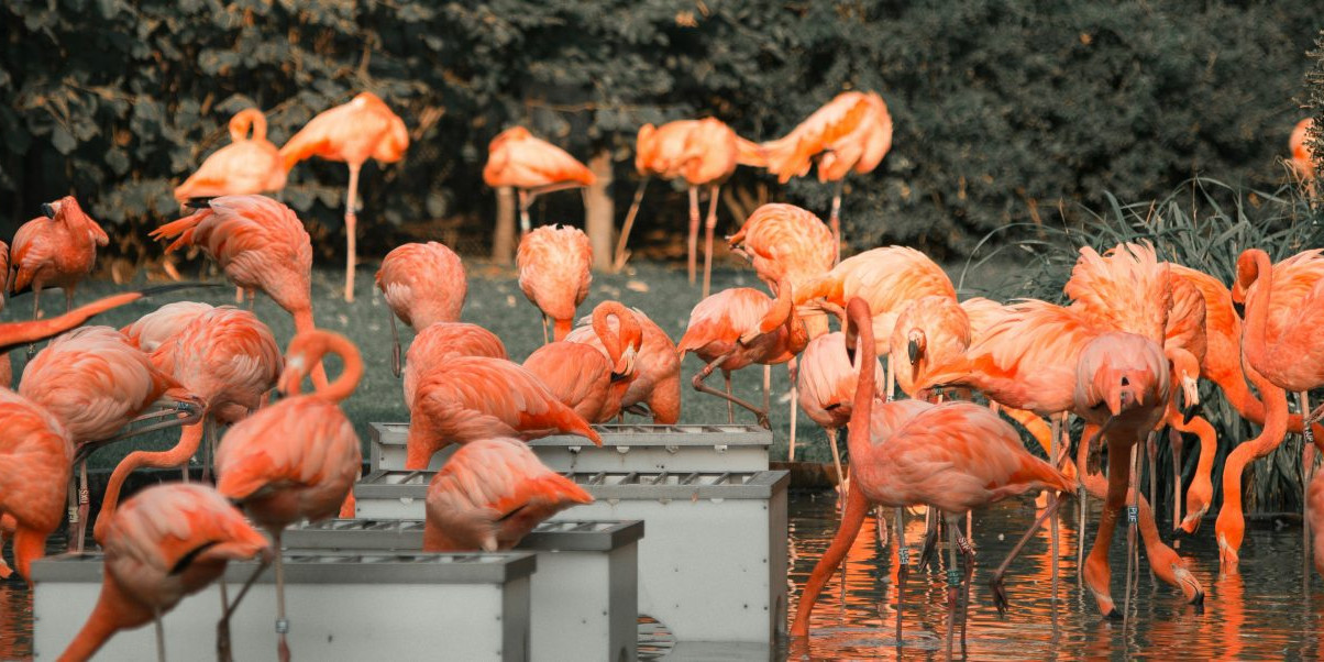 zoo-bassin-arcachon.jpg