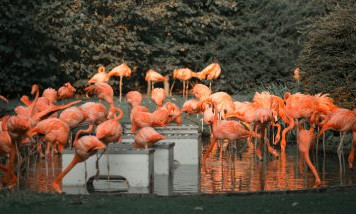 visite-zoo-bassin-arcachon.jpg