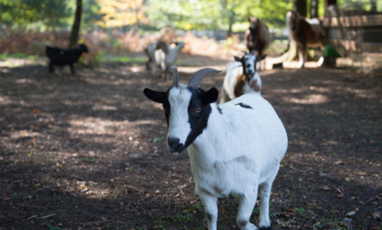 camping-avec-ferme-la-teste.jpg