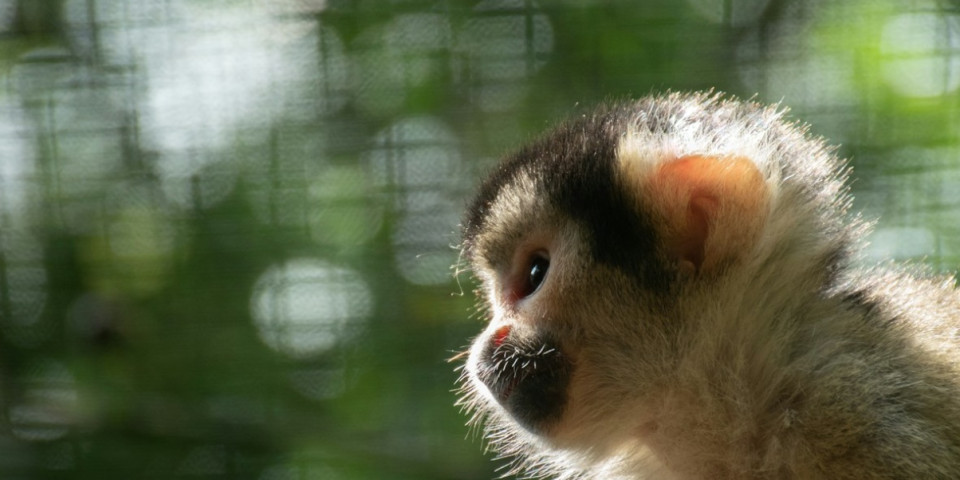 Zoo du Bassin d'Arcachon